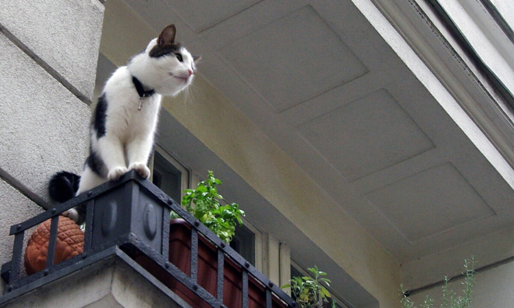 Are Cats Afraid Of Heights?